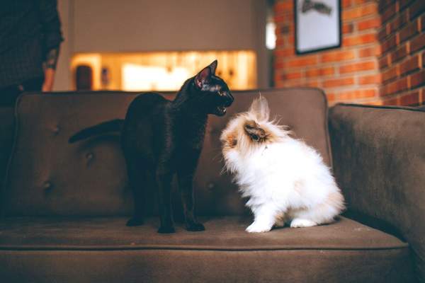 Cat and rabbit on a couch