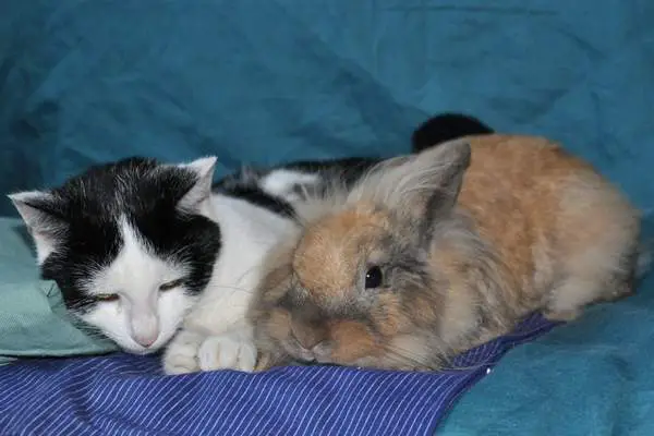 Cat and rabbit on the bed