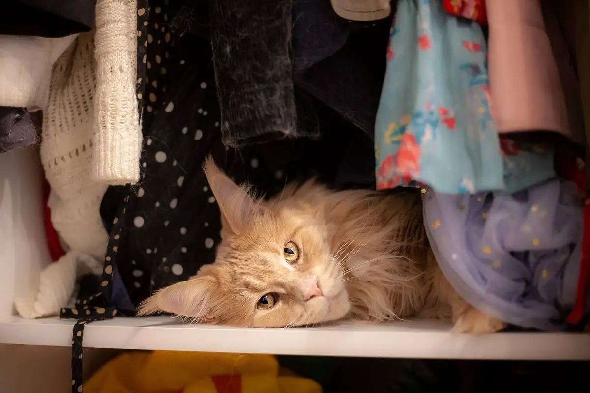 Cat inside cabinet