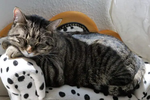 Cat napping on couch