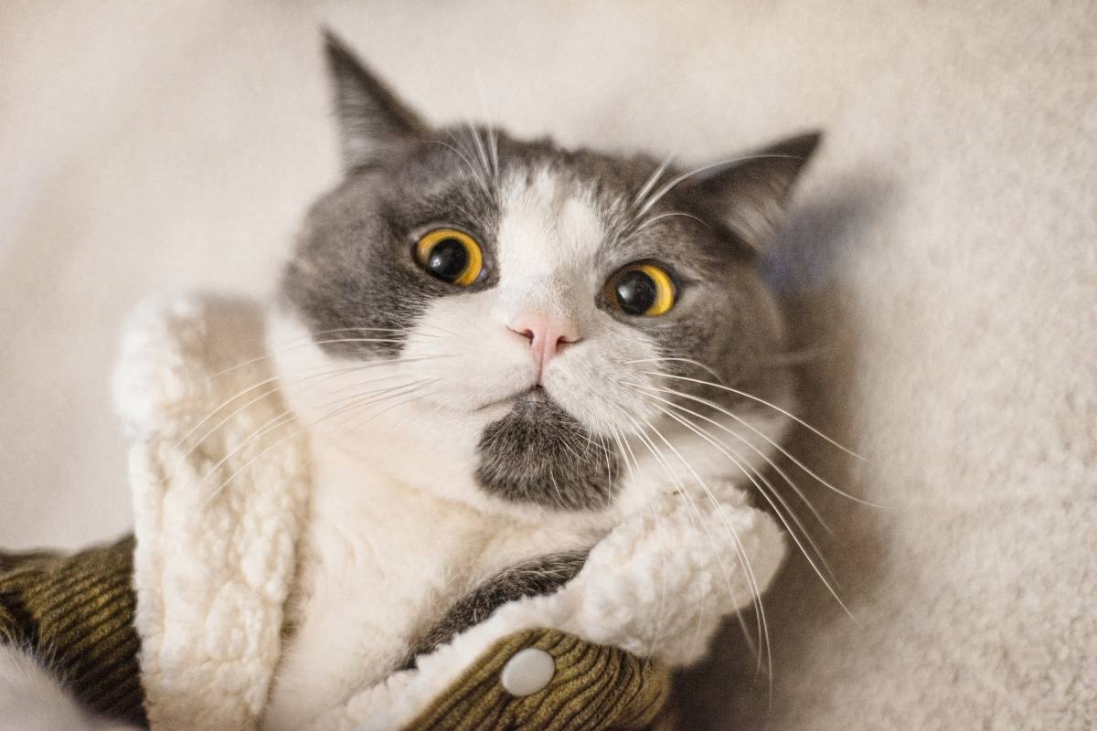 Why Is My Cat So Mean To Everyone But Me Bela Pets
