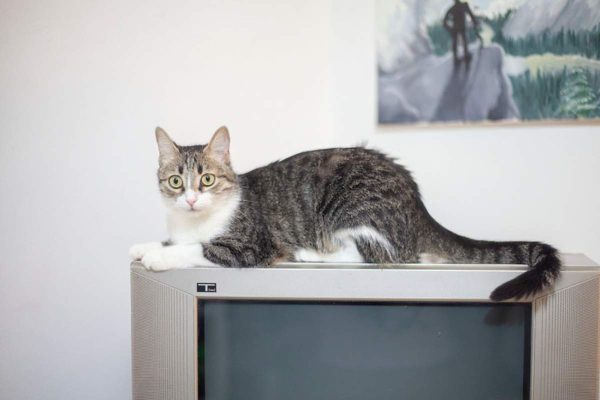 Cat resting over the television