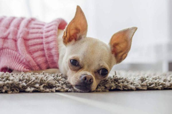 Chihuahua wearing crochet