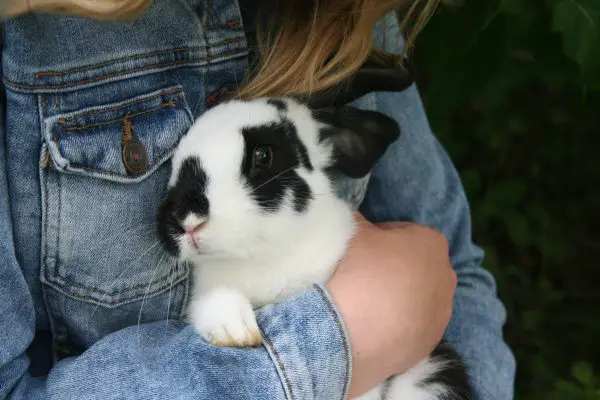 Child cuddling a rabbit