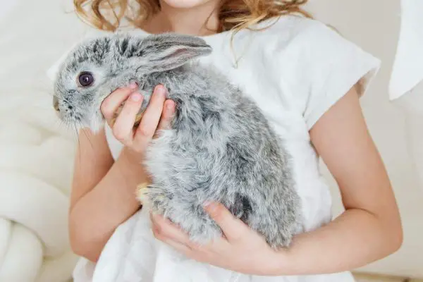 Child holds rabbit in arms