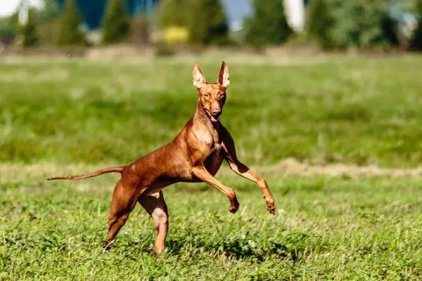 Cirneco dell’etna jumping