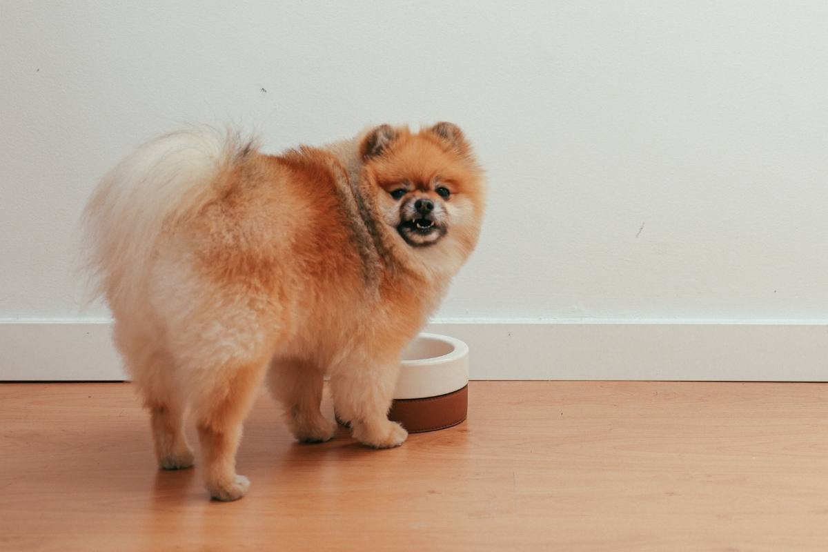 Dog and its food bowl
