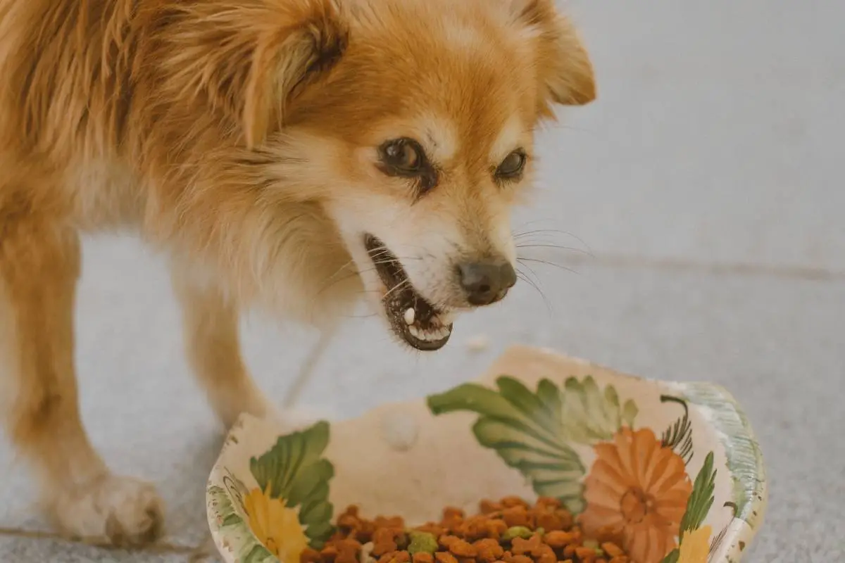 Dog and its meal