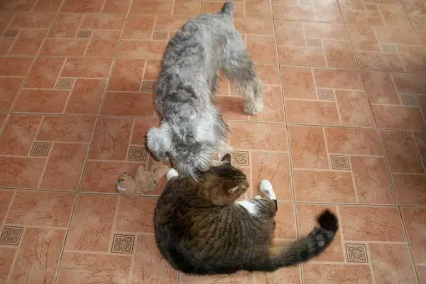 dog cat kitchen floor