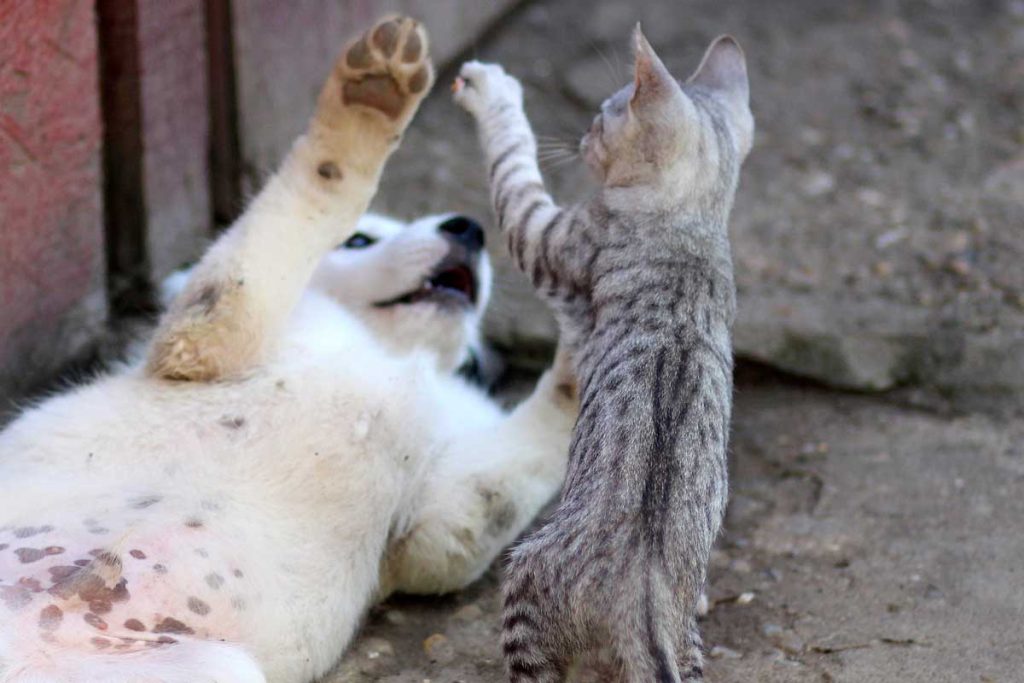 Why Does My Dog Put My Cat’s Head in Its Mouth? Bela Pets