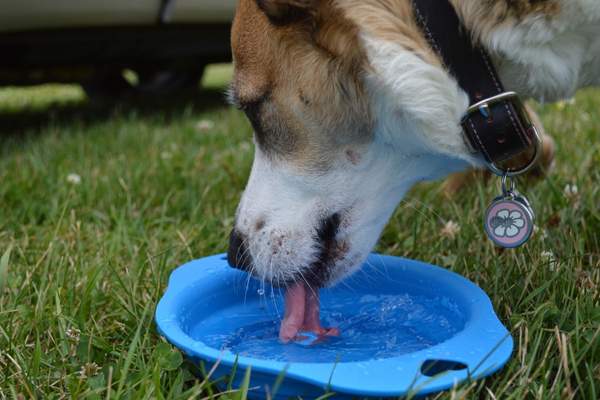 Dog drinking on a blue bucket