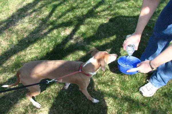 Dog going to drink