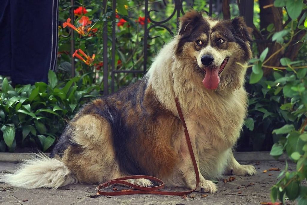 Why Does My Dog Look Back at Me When We Walk? Bela Pets