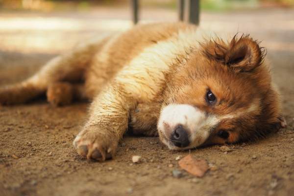 Dog lying on the ground