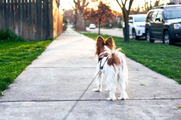 Dog on pavement