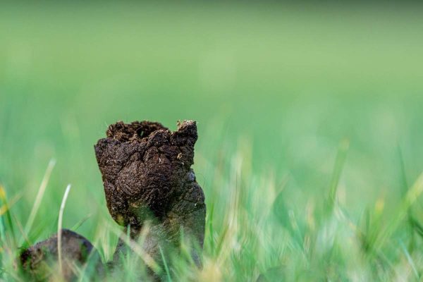 Dog poop in lawn