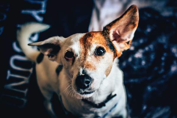 Dog using eye contact