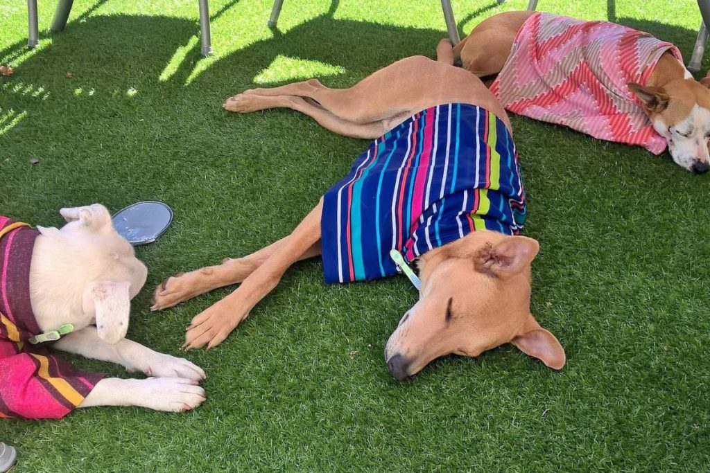 Why Won’t My Dog Go in the Basement? Bela Pets