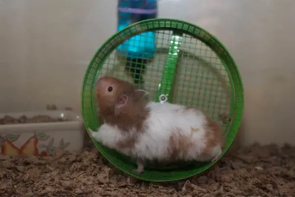 Energetic hamster on wheel