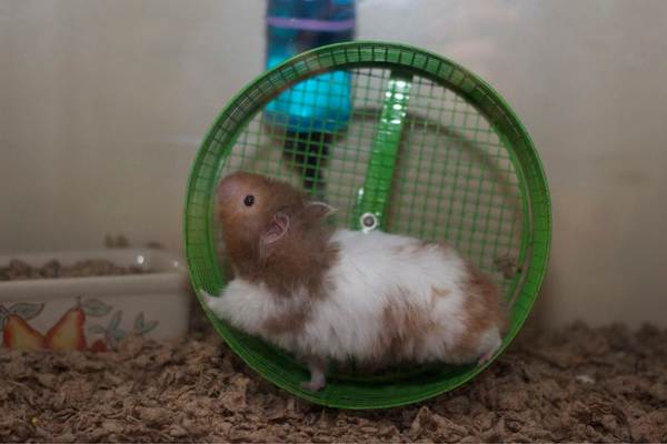 Energetic hamster on wheel