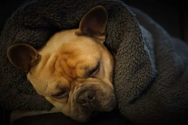 French bulldog with thick blanket