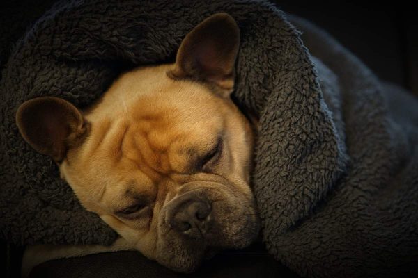 French bulldog with thick blanket