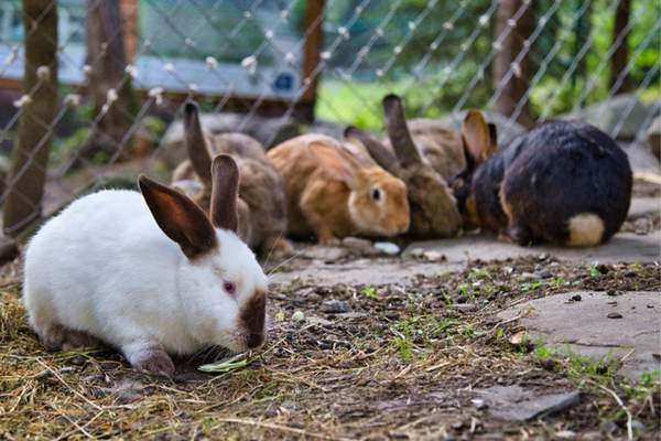 Group of rabbits