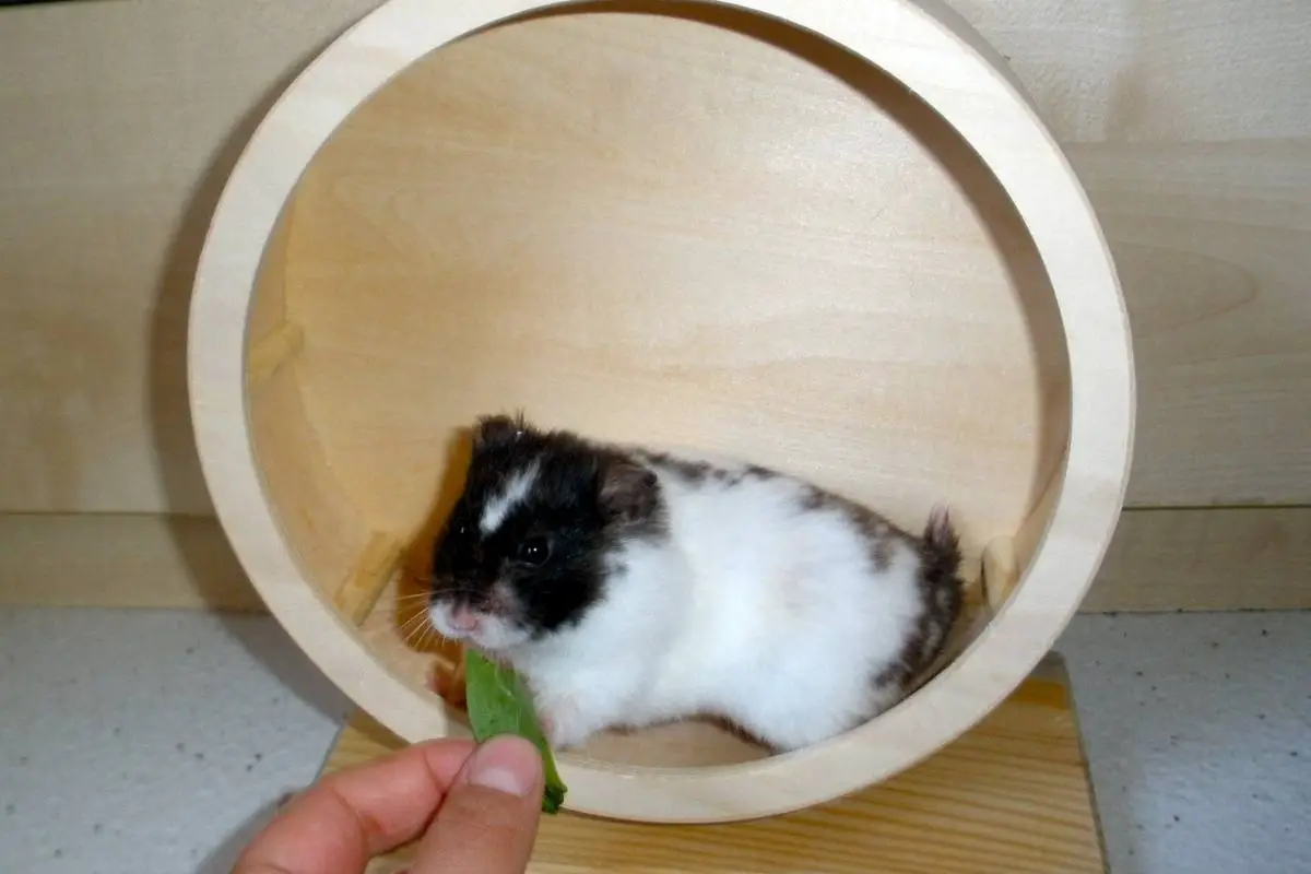 Hamster on a wheel