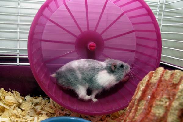 Hamster on wheel