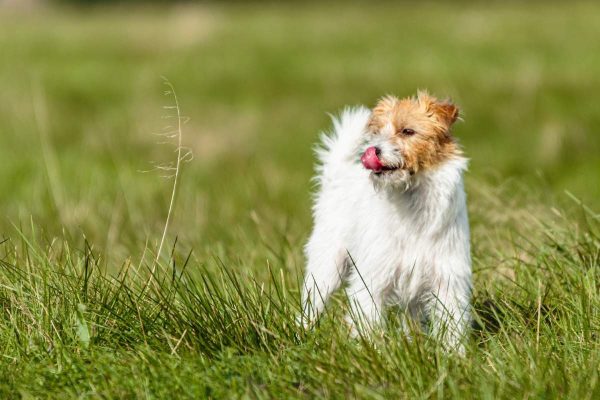 Jack Russell Terrier on the grass field