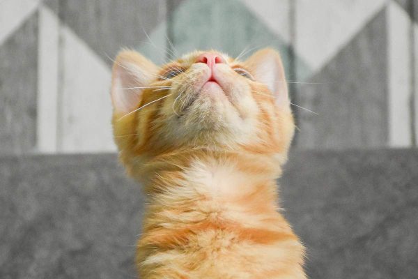 Kitten looking up on a blanket