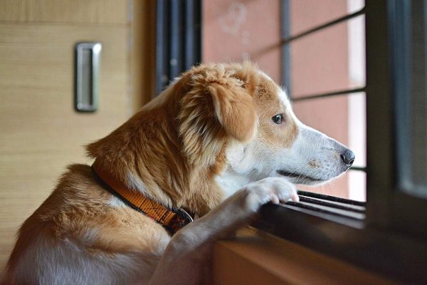 Lonely dog watching through window