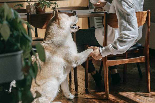 Man holding his dog’s paw