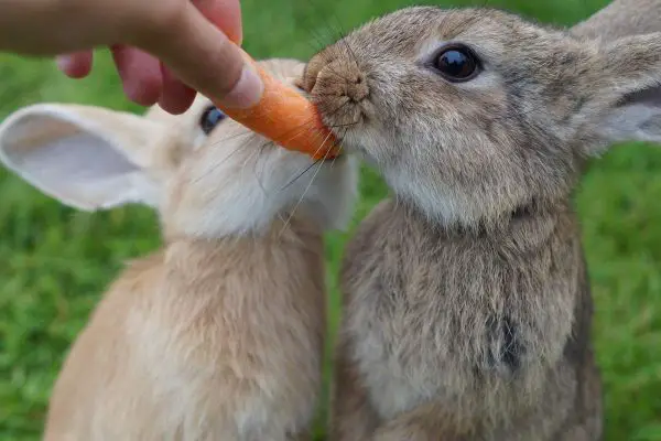 Pair of rabbit eating carrot