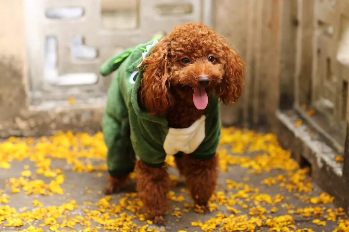 Poodle wearing green clothing