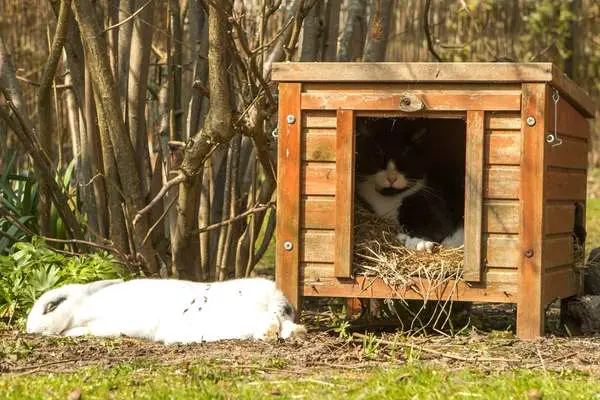 Rabbit and a cat