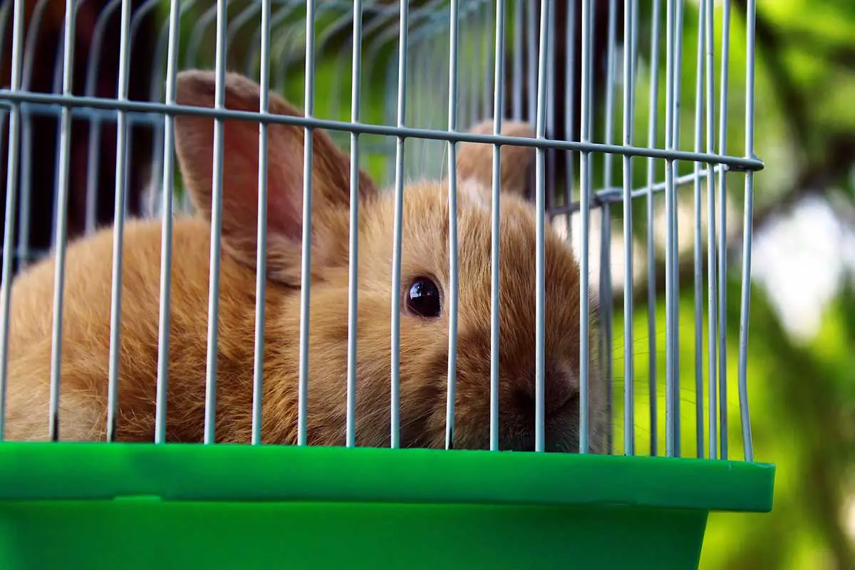 Rabbit on cage