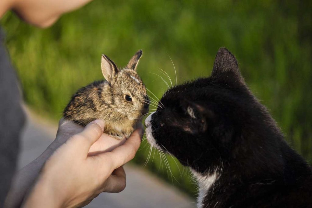 Why Does My Rabbit Always Try to Escape? - Bela Pets