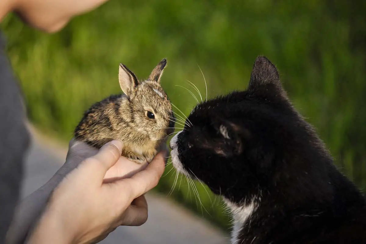 Young rabbit in front of cat