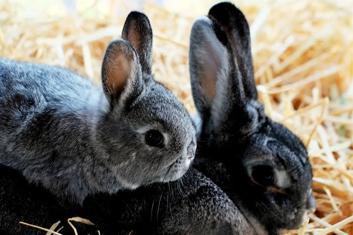 Rabbit cuddling