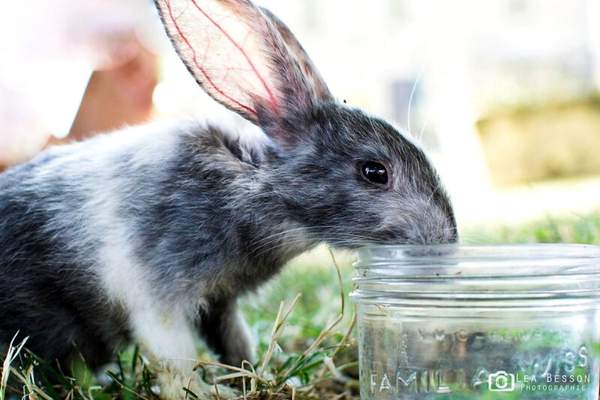 Rabbit drinking