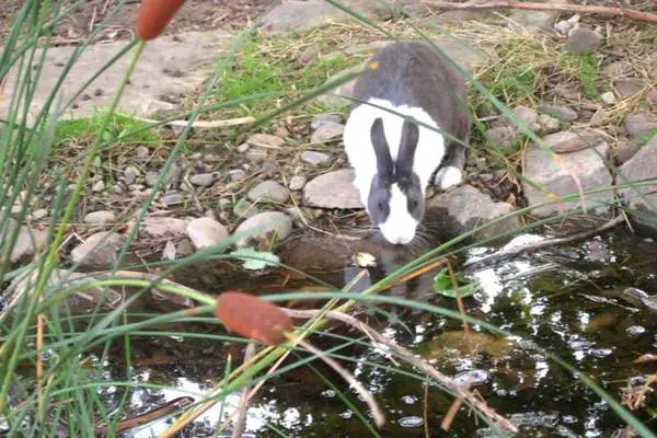 Rabbit drinking water