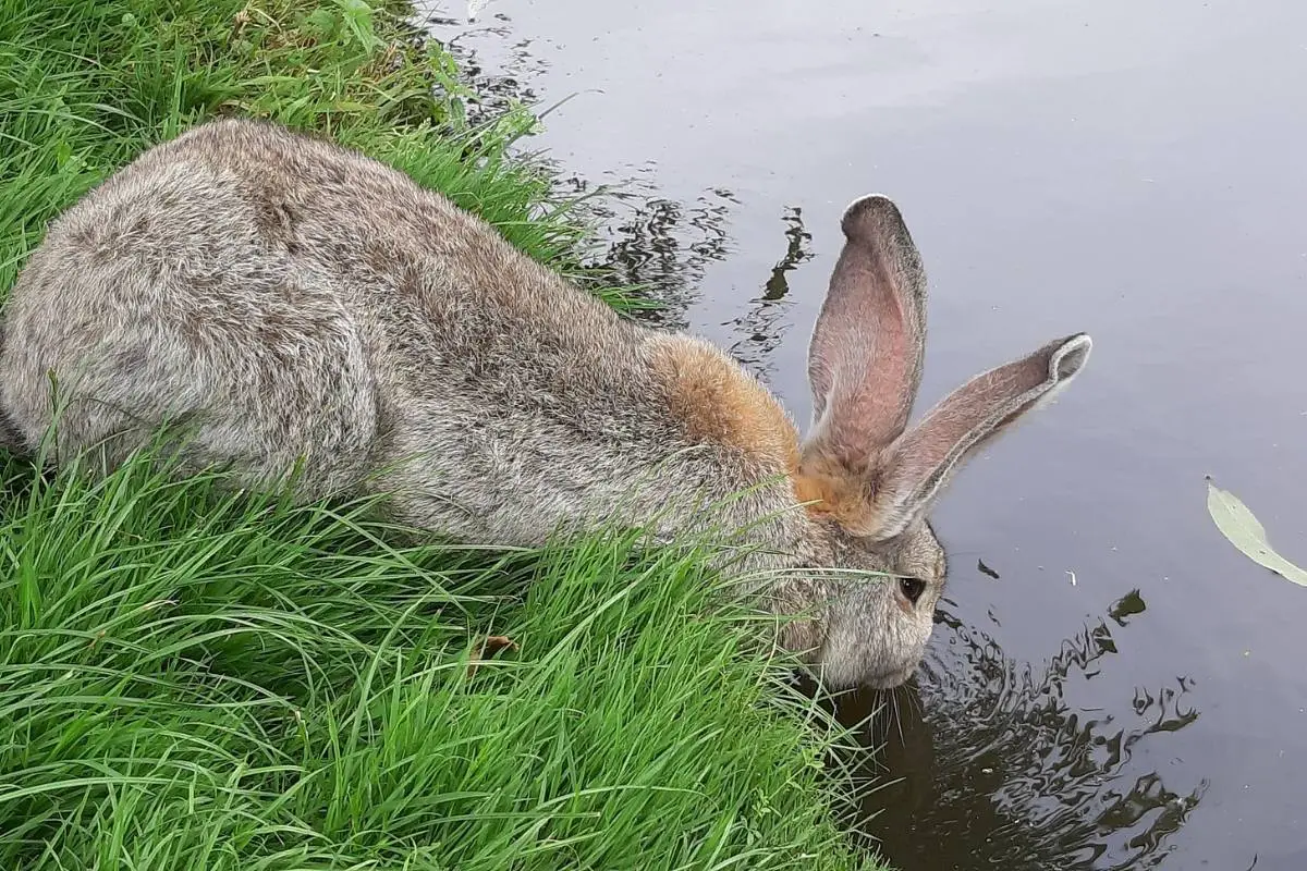 Rabbit drinking