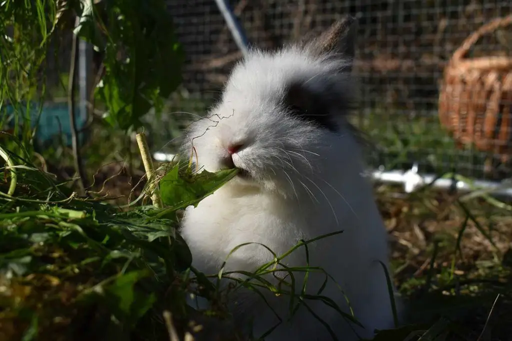 Why Is My Rabbit Only Eating Greens? - Bela Pets