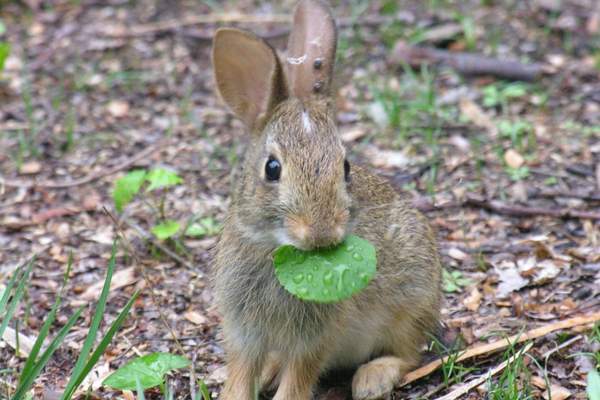 Rabbit eating