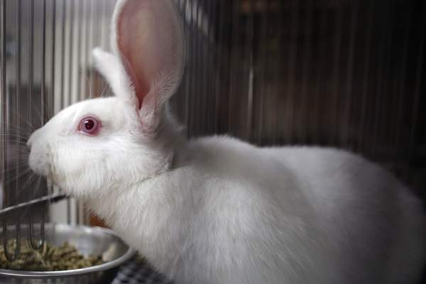 Rabbit in its cage