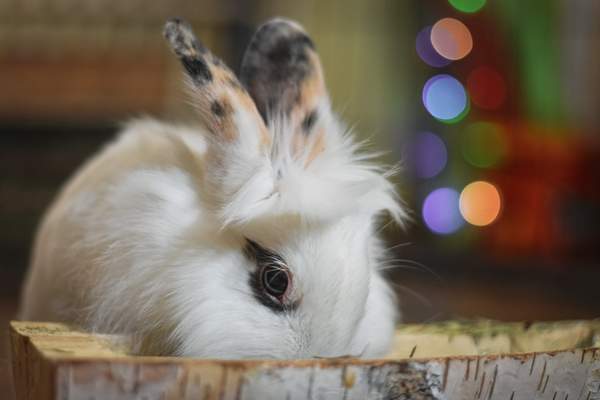 Rabbit in its wooden litter box