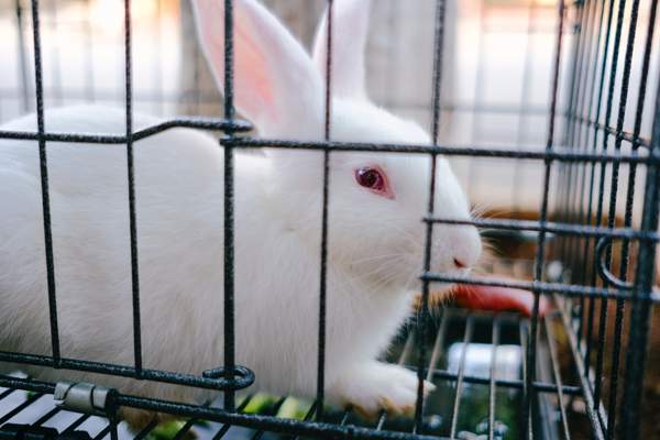 Rabbit in the cage