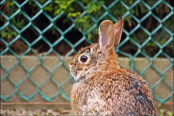 Rabbit in the shade