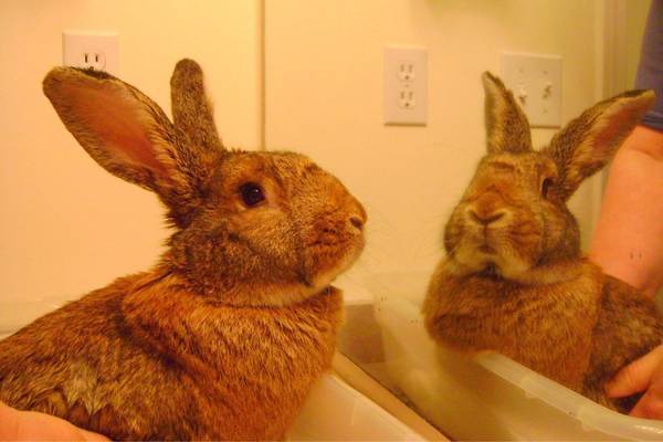 Rabbit inside the bathroom